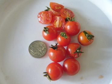 tomato cerise 9