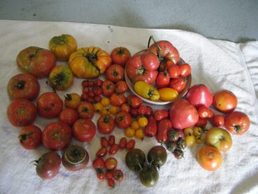 tomato collection 2